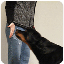 Brain Training for Dogs Preschool Module