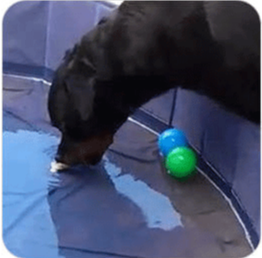 Brain Training for Dogs High School Module