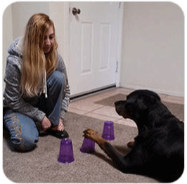 Brain Training for Dogs College Module