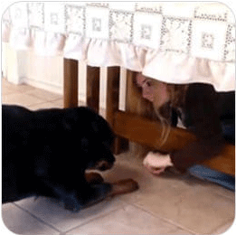 Brain Training for Dogs University Module