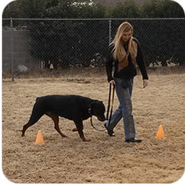 Brain Training for Dogs Graduation Module