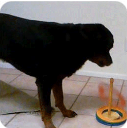 Brain Training for Dogs Einstein Module