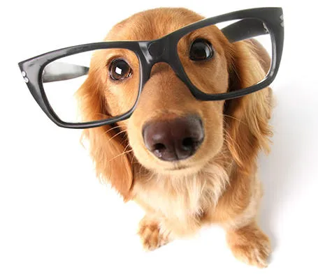 The science behind Brain Training for Dogs positive reinforcement