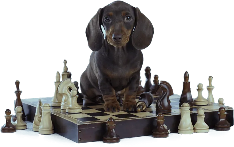 What is Brain Training for Dogs program overview
